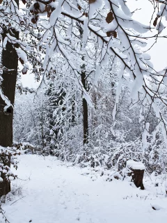 зима, деревья, снег, лес