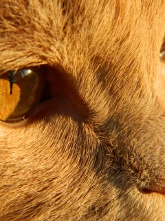 шерсть, кот, глаза, рыжий, нос