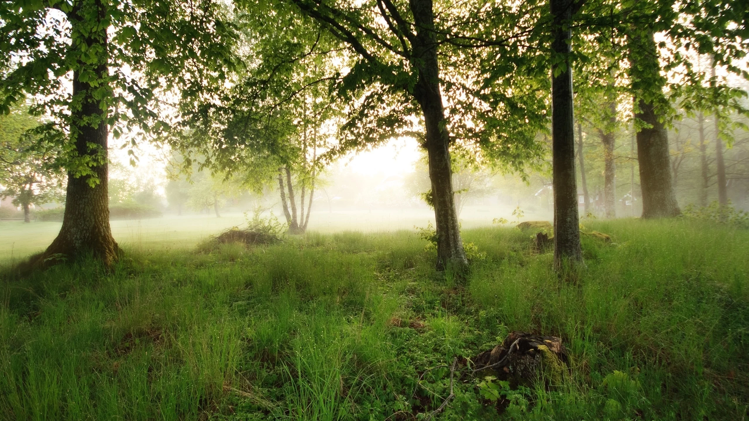 туман, пень, лес