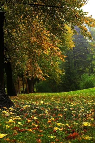 трава, деревья, лес, листья