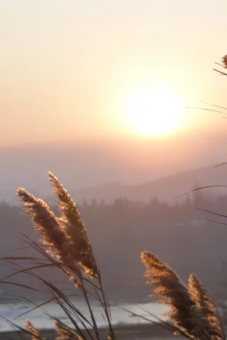 солнце, Камыш, природа