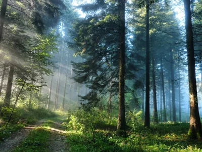 зелень, природа, лес, деревья