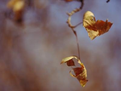 размытость, листья, макро, осень, природа