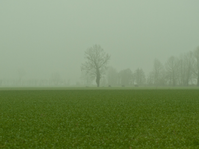 туман, деревья, трава