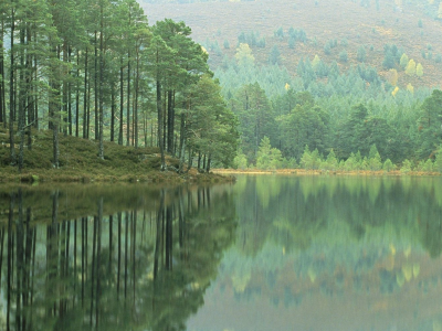 лес, отражение, эйлен, шотландия, холм, деревья, озеро