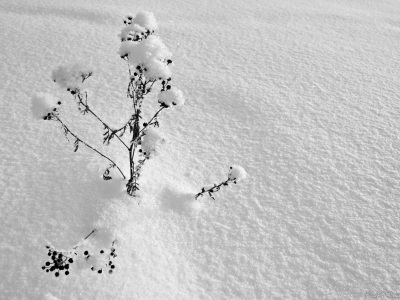 зима, ветви, дерево