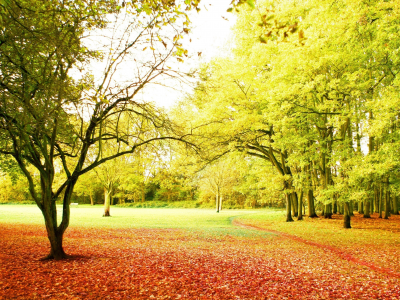 лучи, осень, красота, листопад, деревья, тропинка, парк, солнце