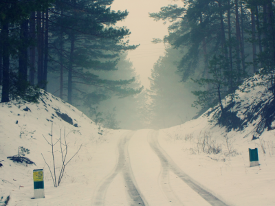 зима, снег, лес, дорога, хвоя, туман, елки