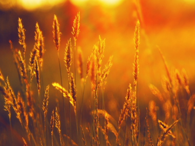 поле, солнце, ярко, колос, свет, пшеница