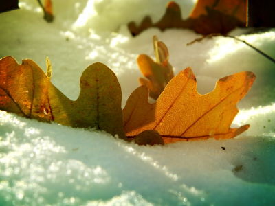 тени, листья, снег, прожилки