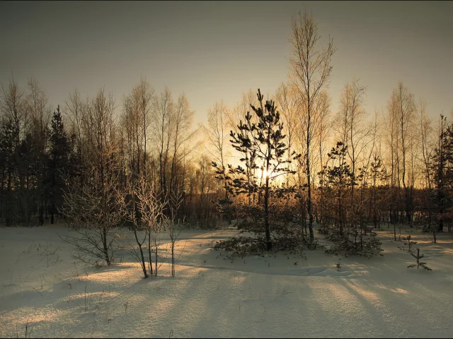 снег, деревья, зима, солнце, закат