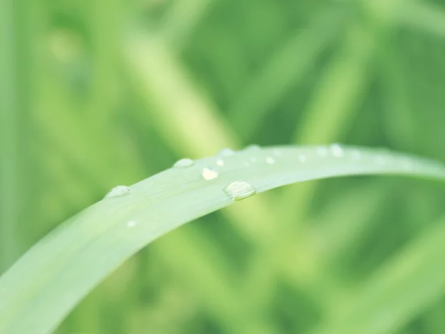 вода, лист, капли, зелень, макро