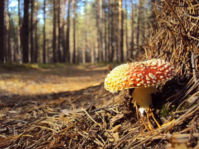 лес, мухомор