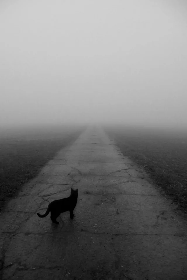 идущий, кот, чёрный, в никуда