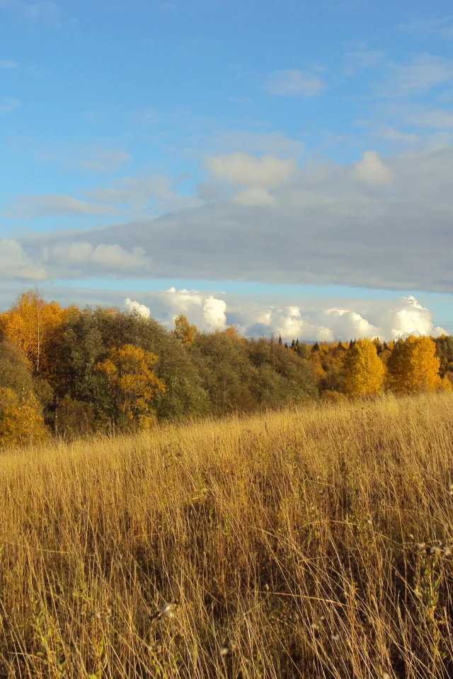 поле, лес