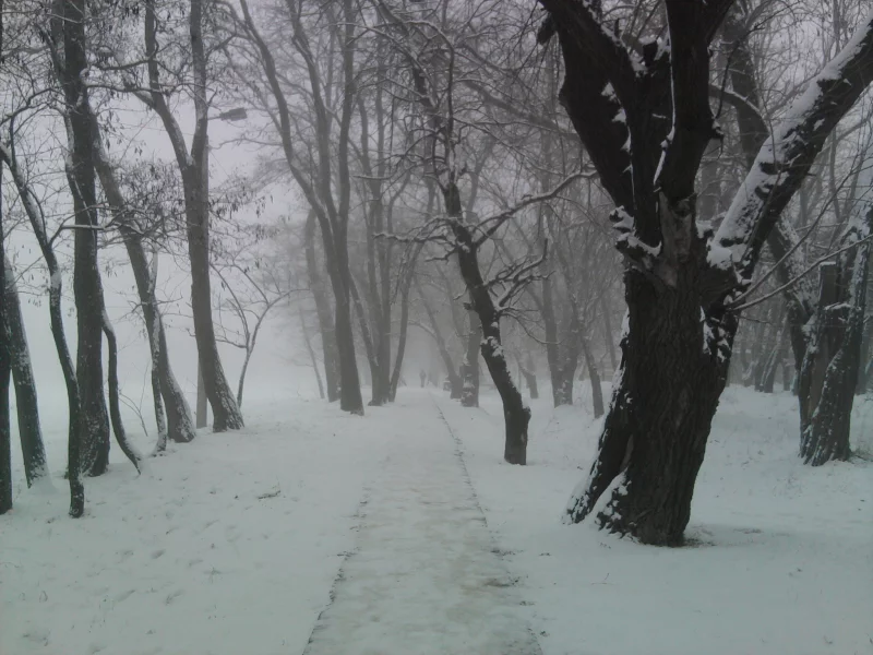 туман, зима, снег, дорожка