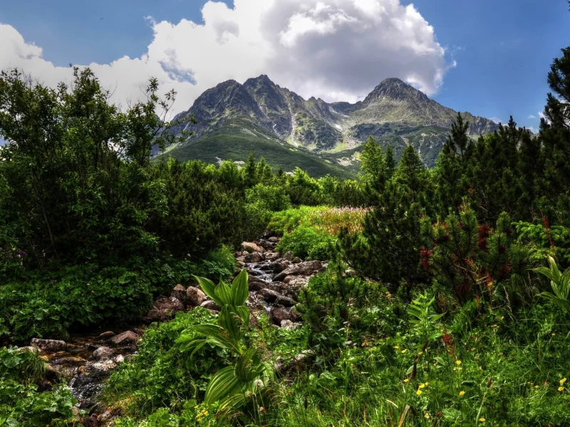 небо, зелень, день, облака, сосны, ручей, hdr, горы