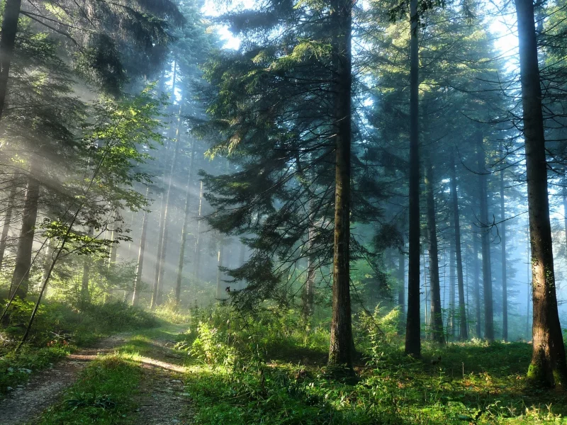 зелень, природа, лес, деревья