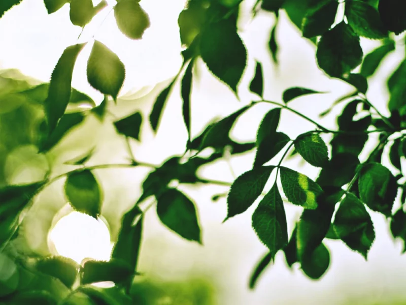 Солнце, Bokeh, Зелень