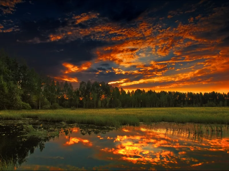 лето, природа, лес, вечер, закат