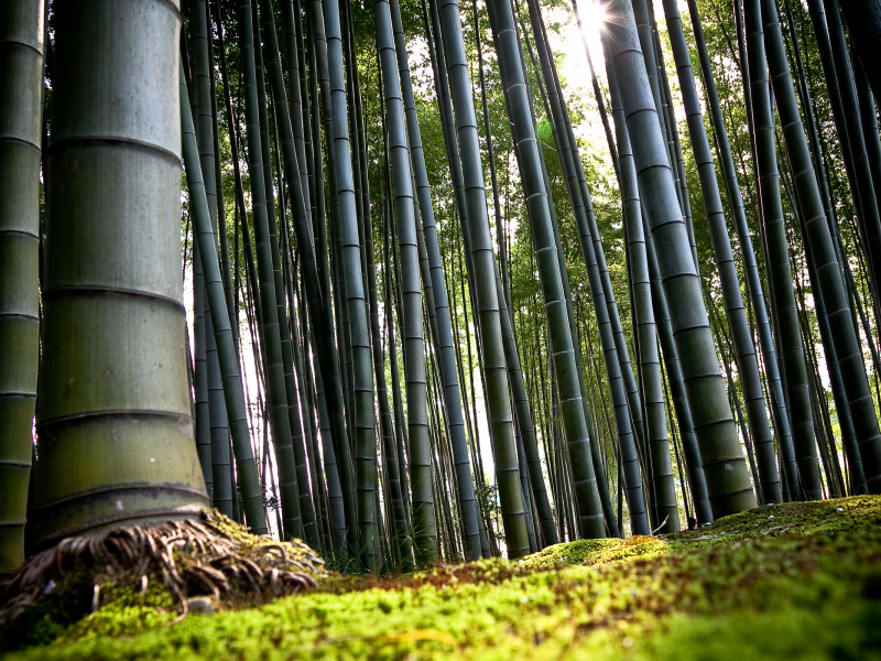 бамбук, стволы, толстый, лес, солнце, лучи, ствол, зеленый