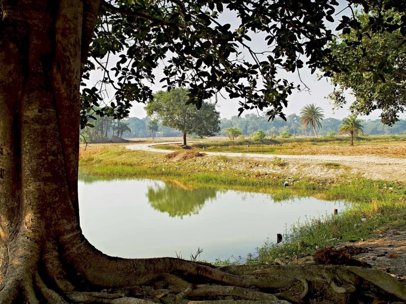 nature