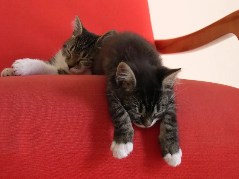 котята, красный, котенок, кресло