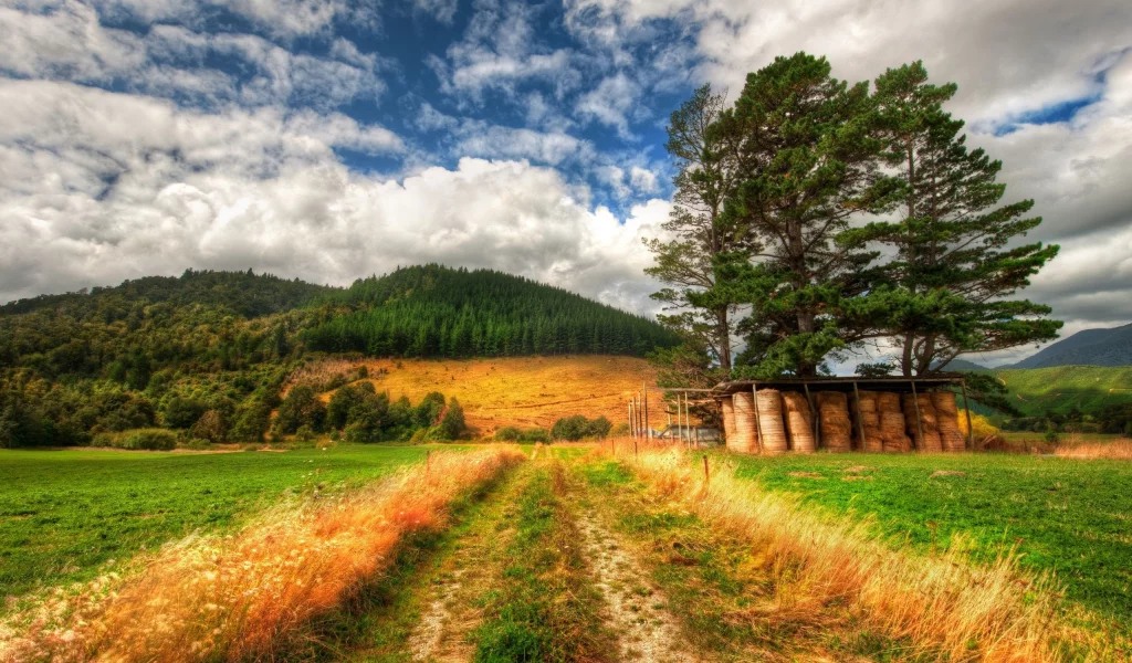 лес, природа, трава