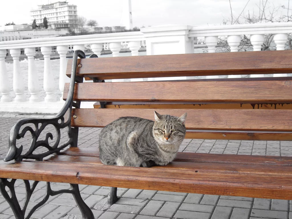 скамейка, море, кот, кошка