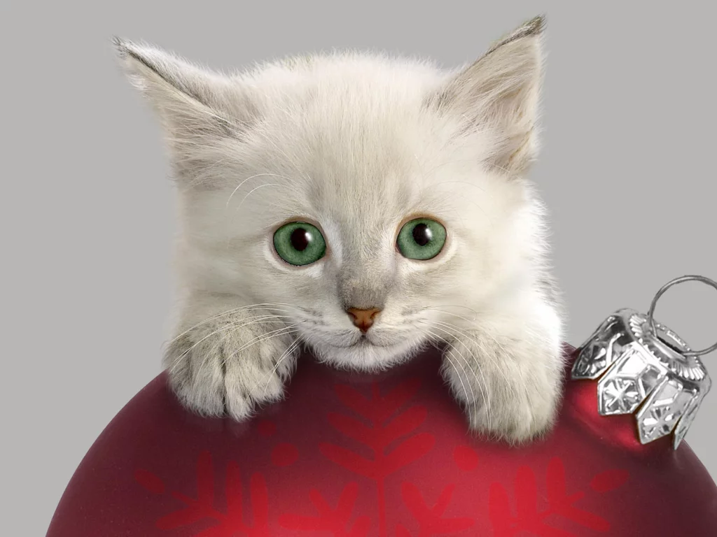 котенок, шар, украшения