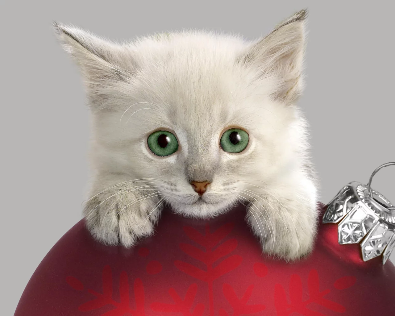 котенок, шар, украшения