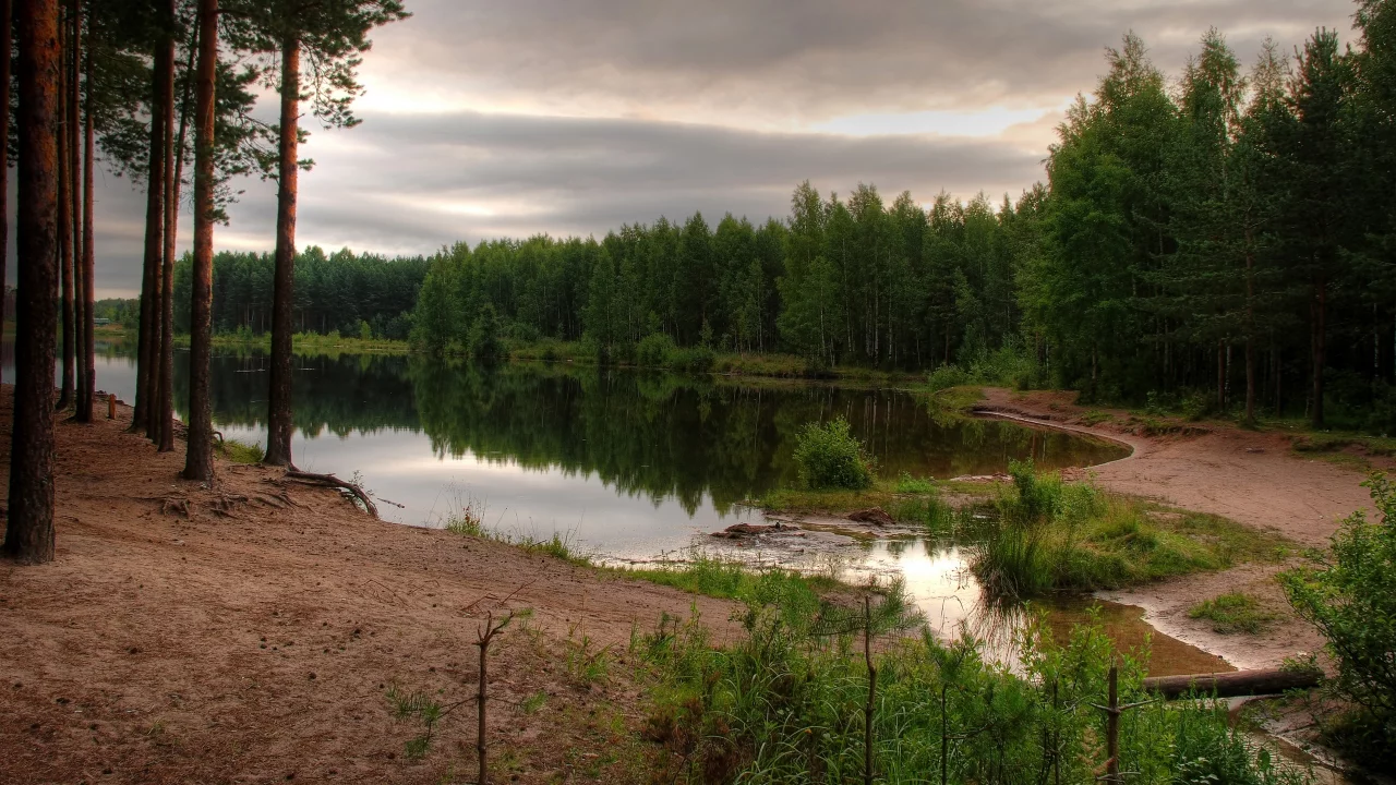 лес, водоем, небо