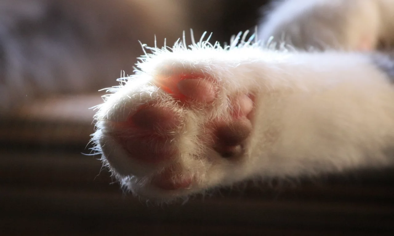 кошка, лапа, кот