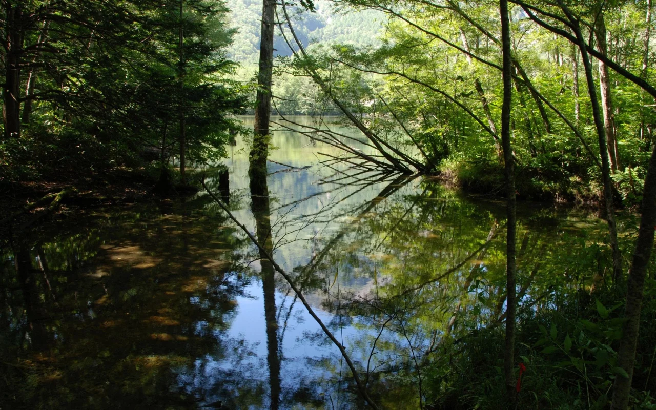 вода, ветки, листья, деревья, река, отражение