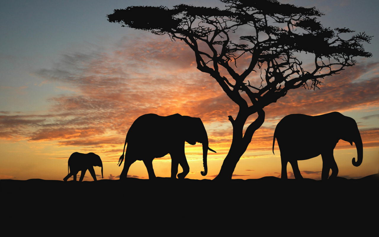 животные, саванна, слоны, закат солнца, африка, деревья, вечер