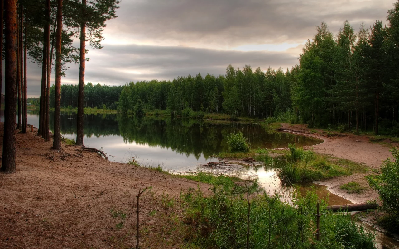 лес, водоем, небо