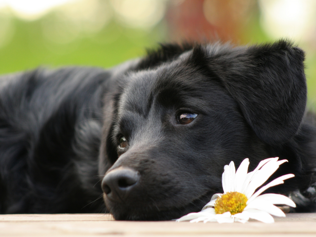 пес, ромашка, щенок, грустный, цветок, ченрыш, лежит