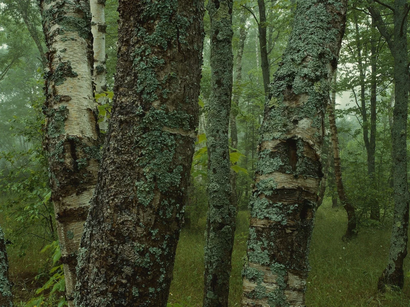 березы, деревья, мох, лес