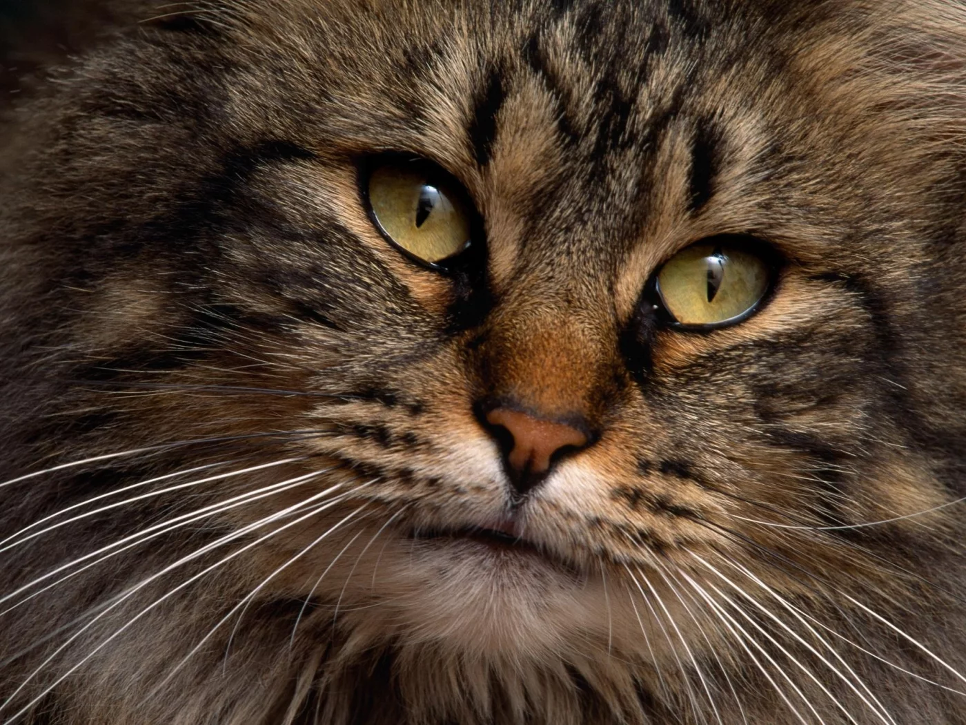 кот, взгляд, глаза
