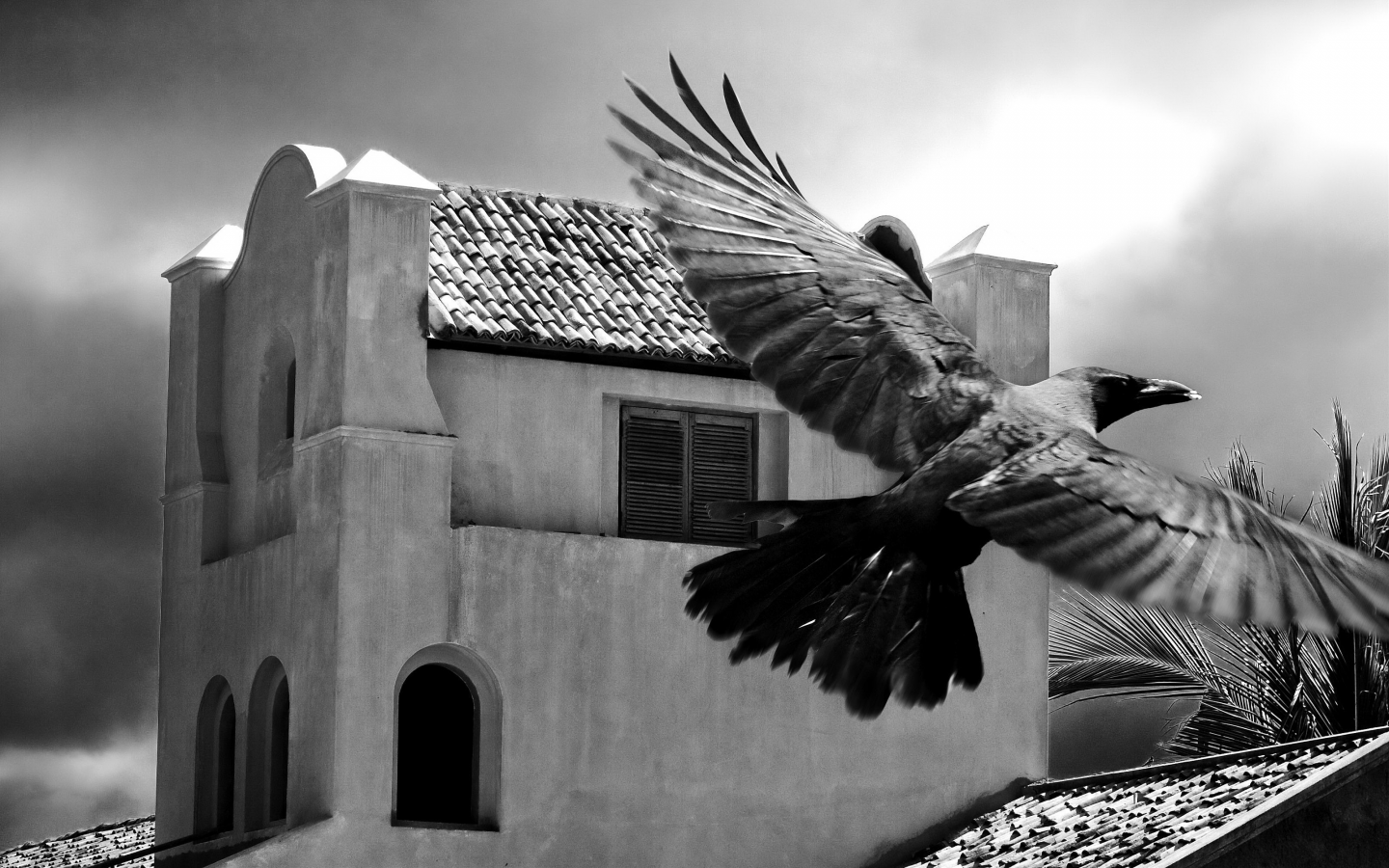 птица, здание, пальма, черно-белая