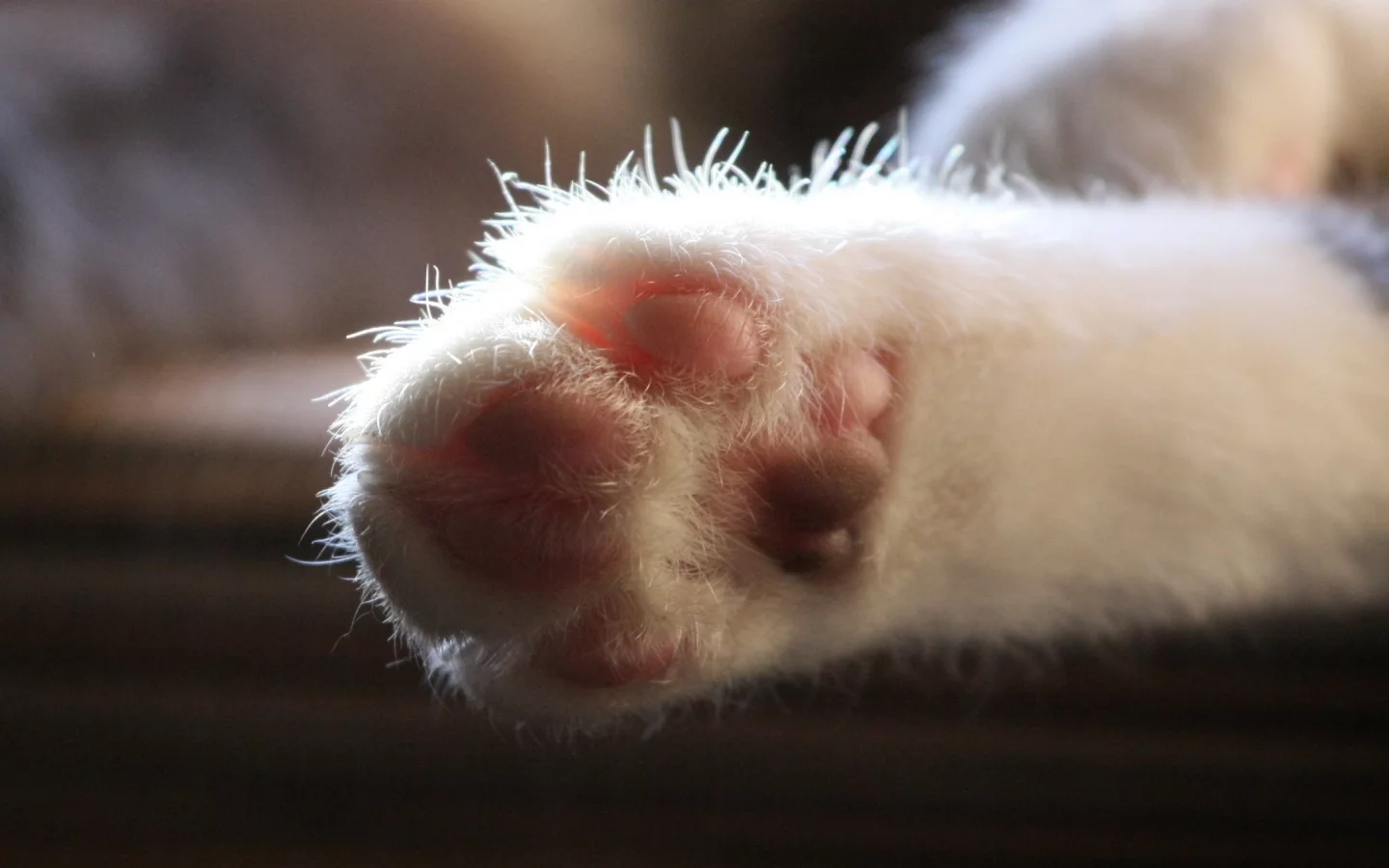 кошка, лапа, кот