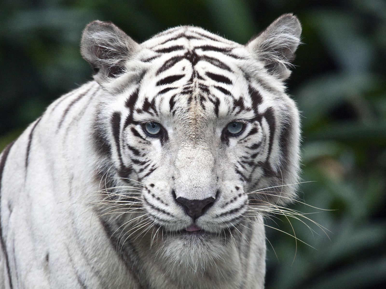 тигр, белый, взгляд