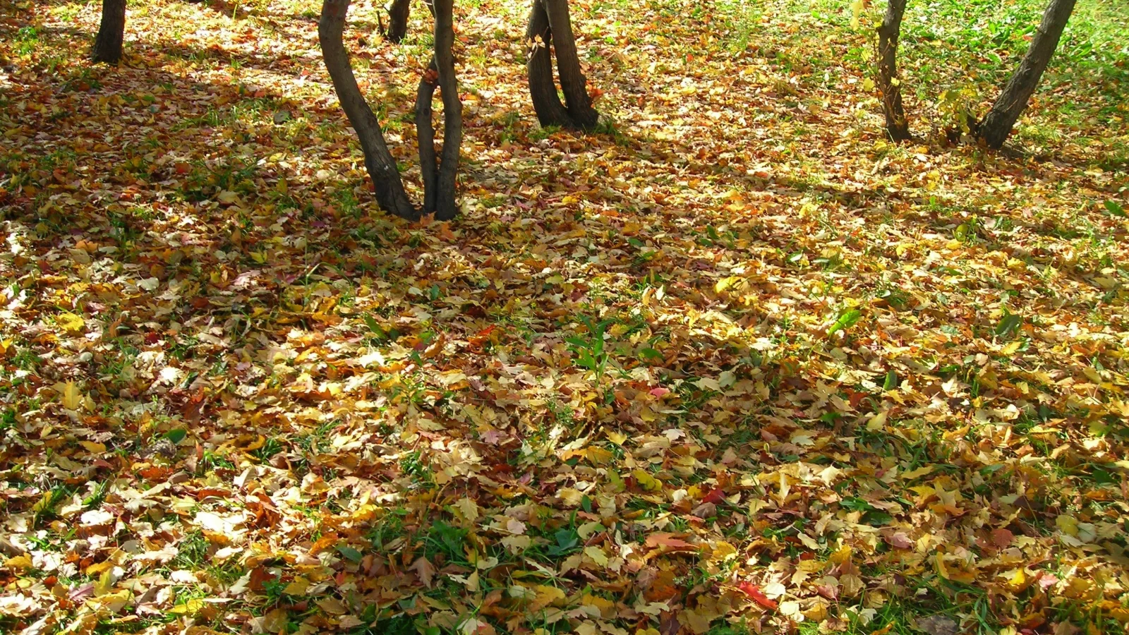 листья, осень