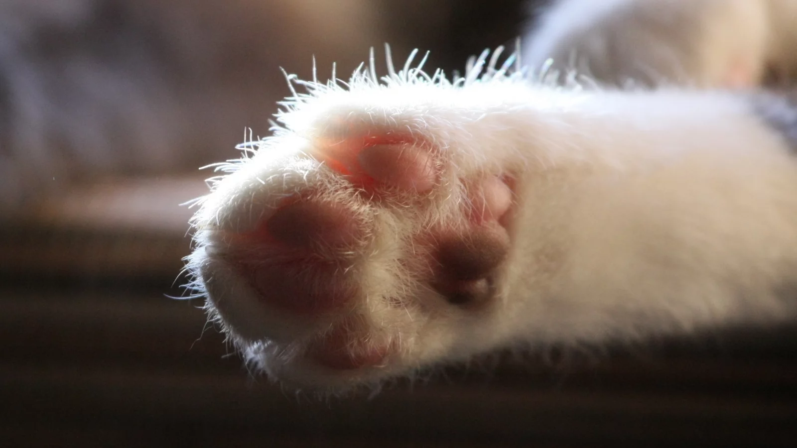 кошка, лапа, кот