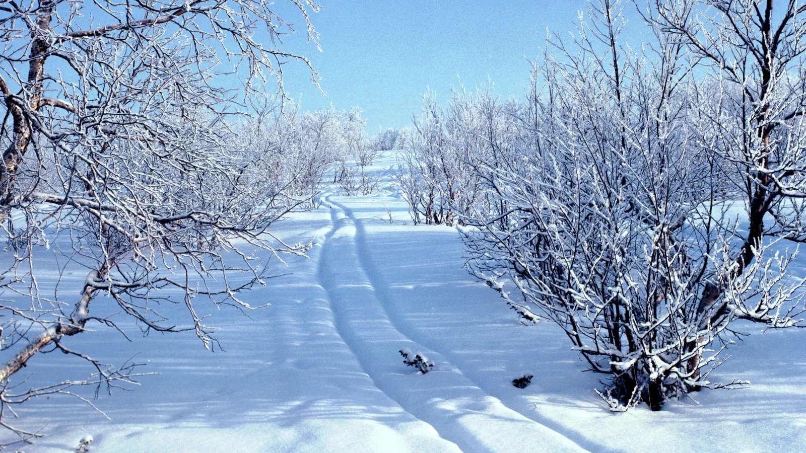 лес, зима, снег