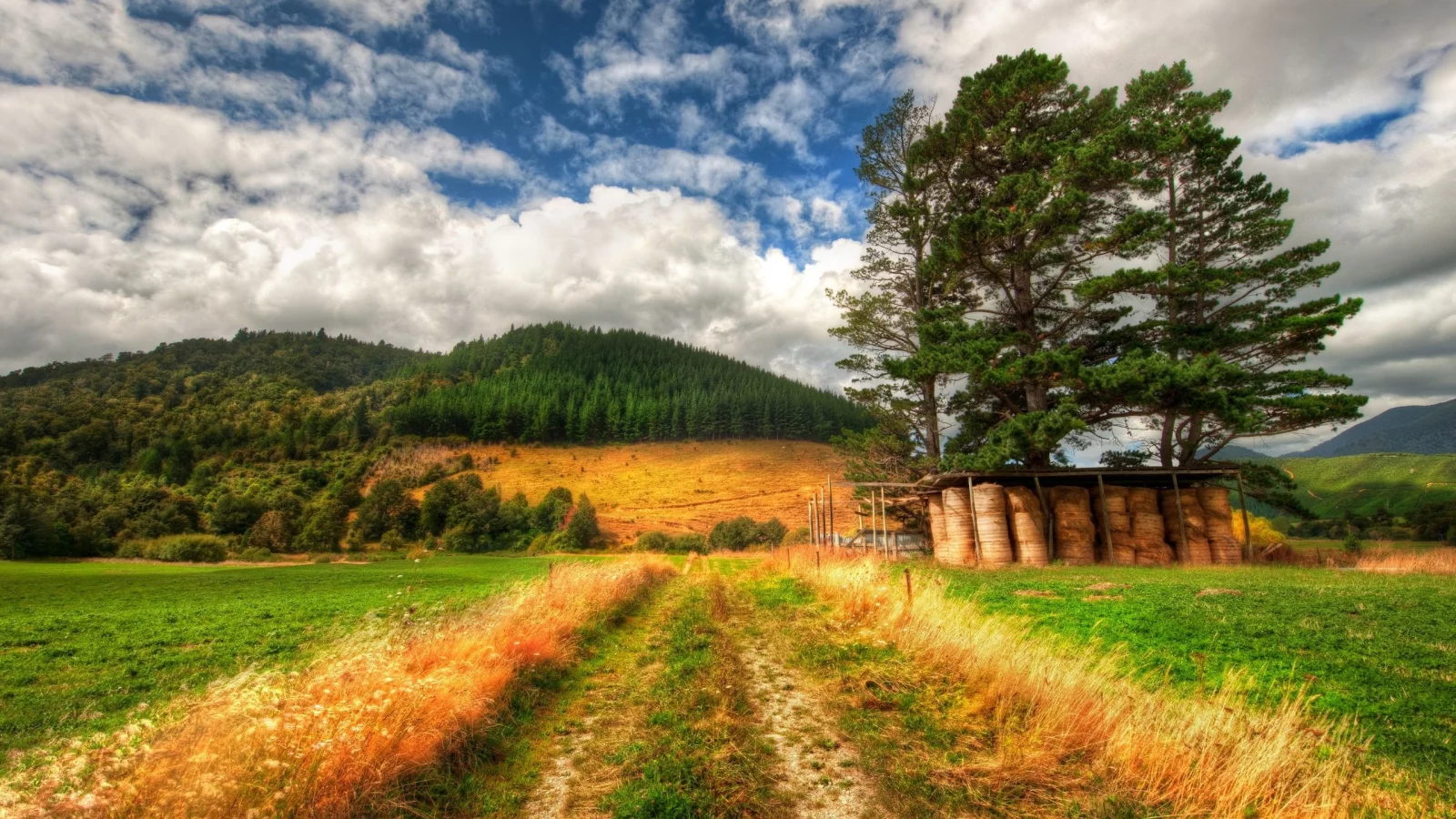 лес, природа, трава