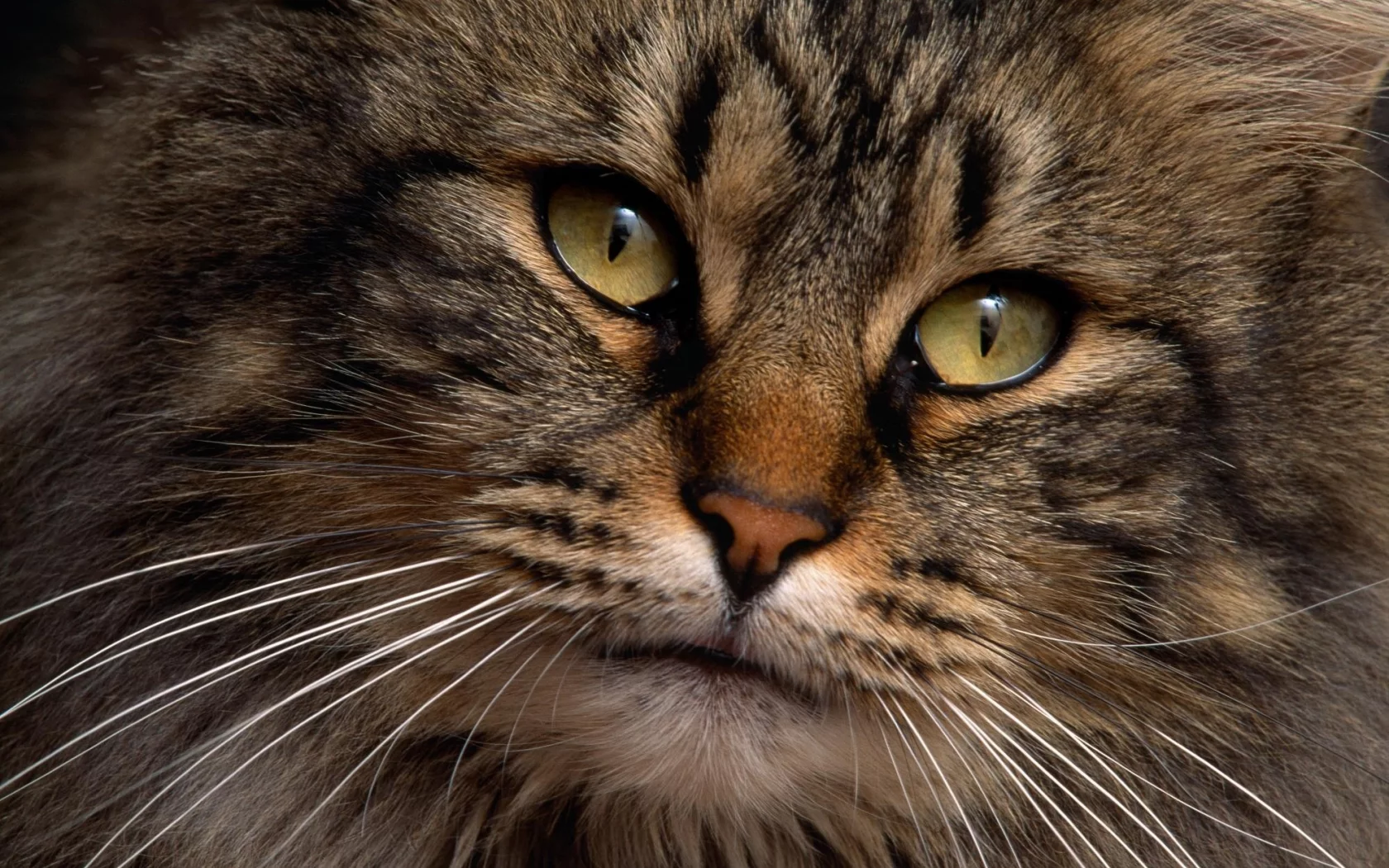 кот, взгляд, глаза