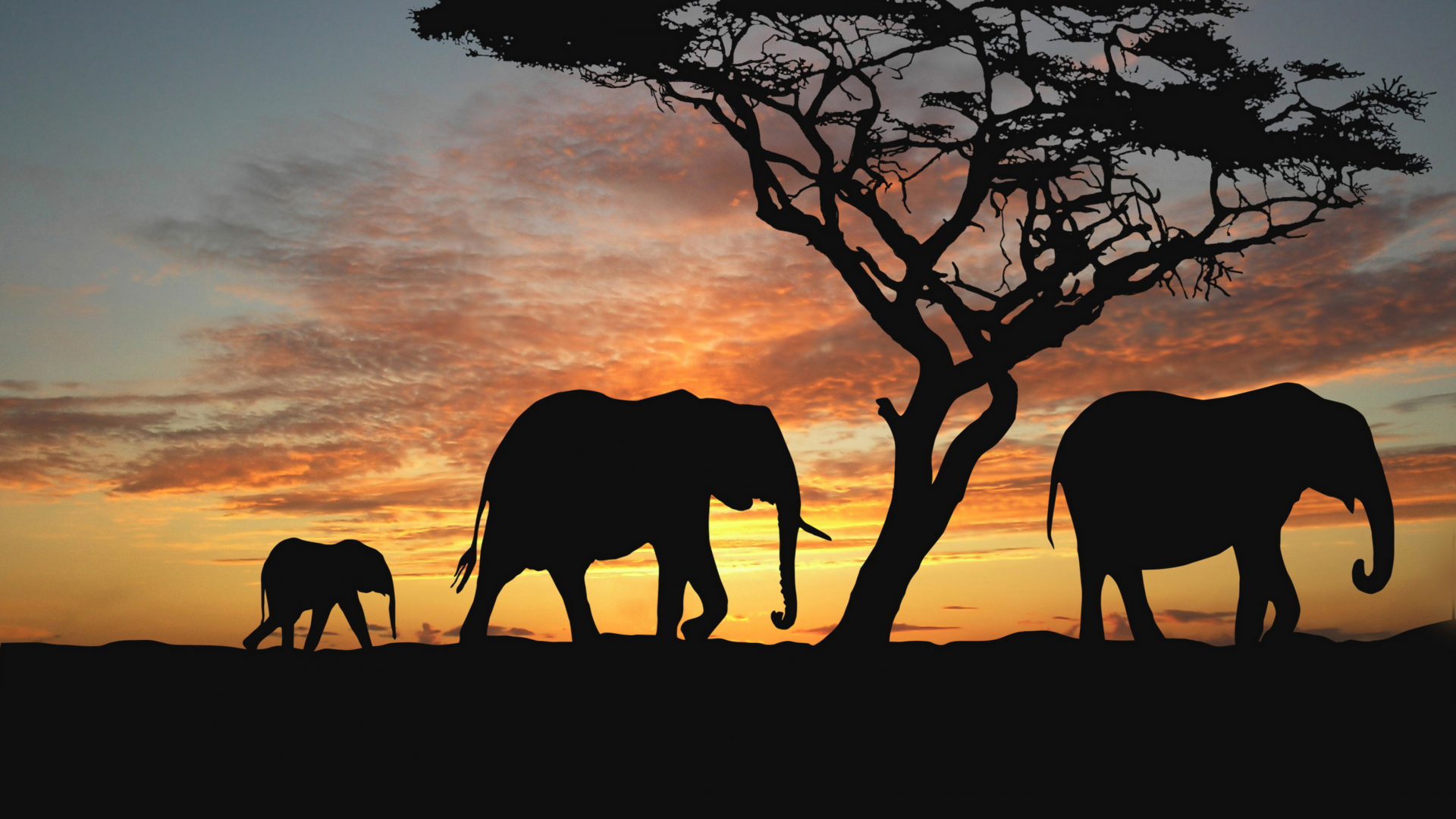 животные, саванна, слоны, закат солнца, африка, деревья, вечер