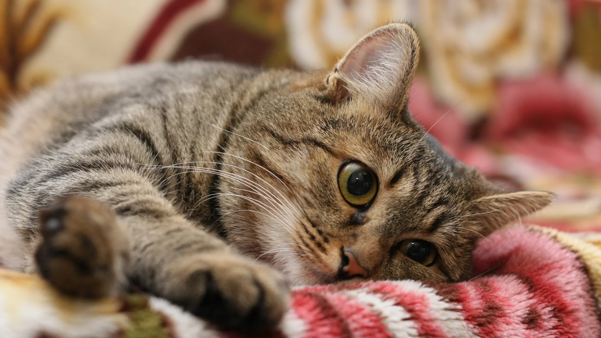 кот, кошка, полосатый