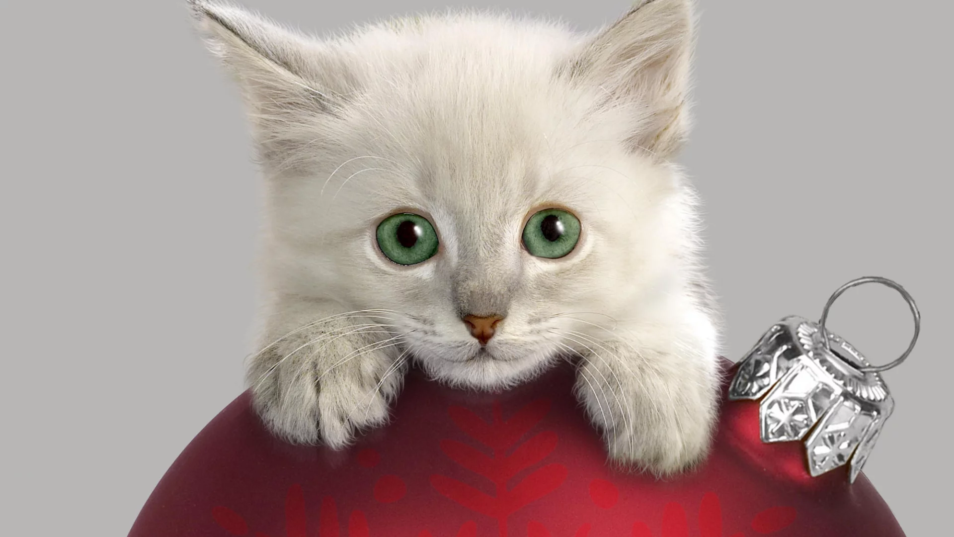котенок, шар, украшения